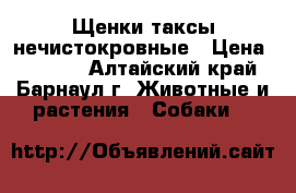 Щенки таксы нечистокровные › Цена ­ 1 000 - Алтайский край, Барнаул г. Животные и растения » Собаки   